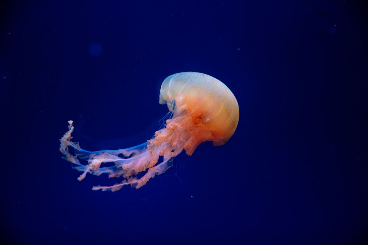 méduses médusarium Paris