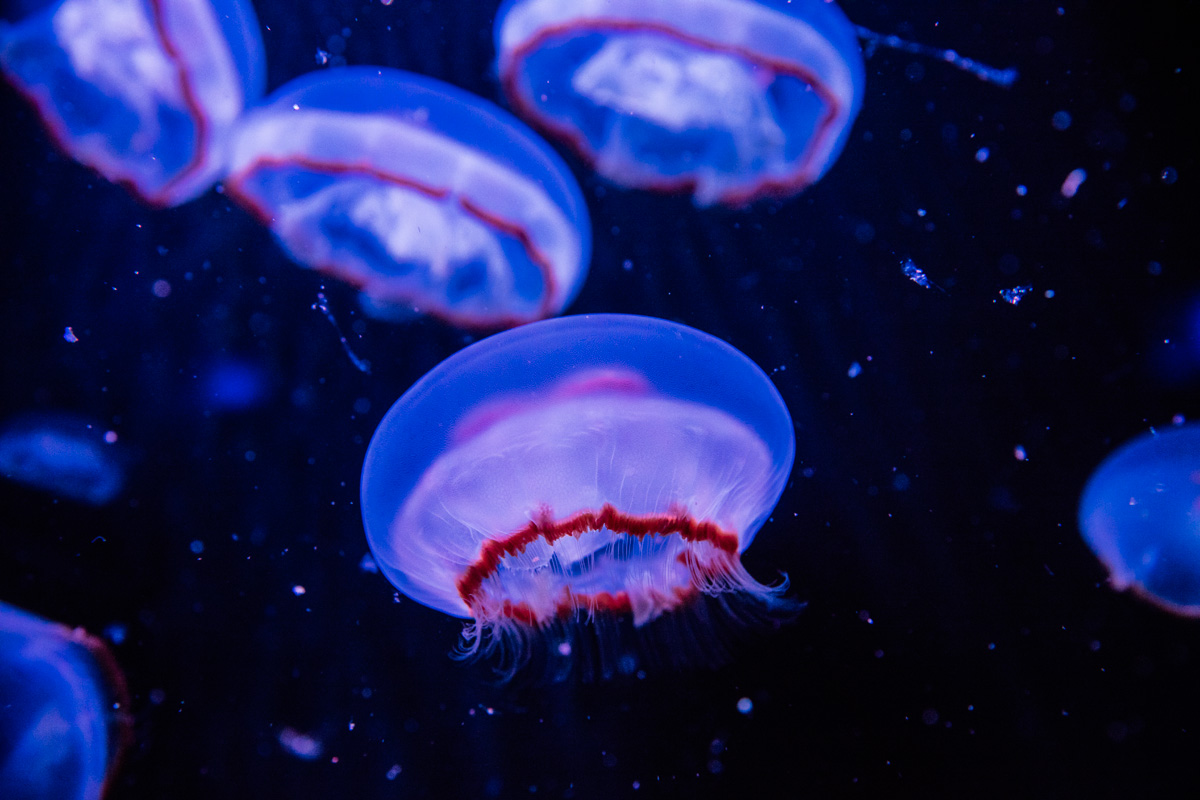 méduses médusarium Paris