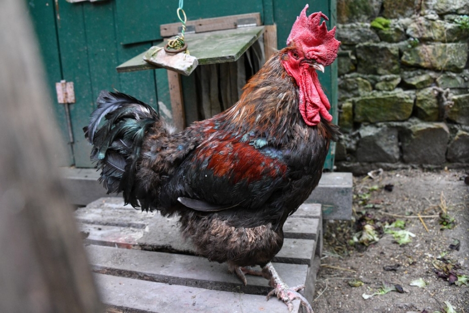 Le coq Maurice. (© XAVIER LEOTY / AFP)