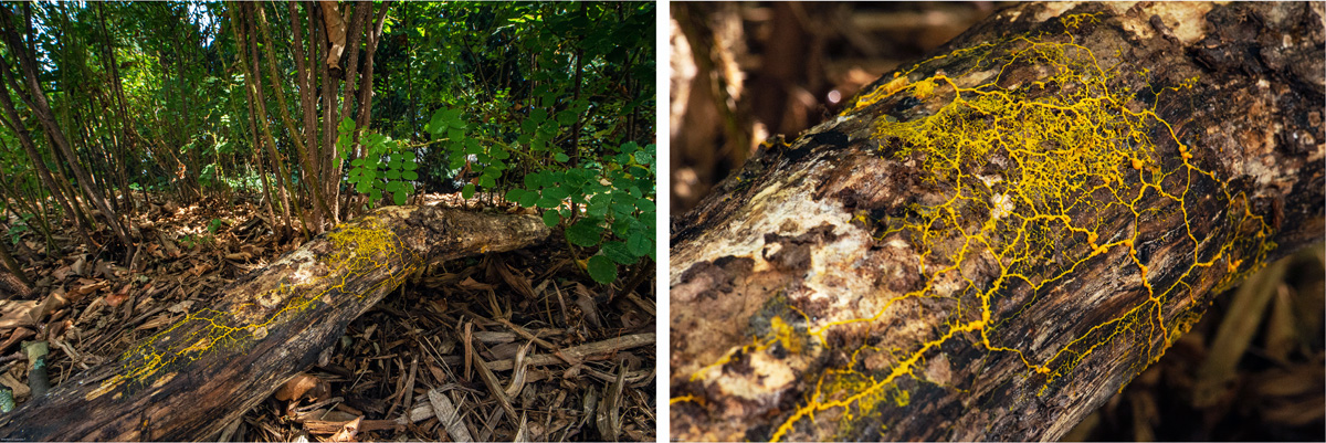 Un étrange organisme que l'on peut rencontrer en forêt : le “Blob”