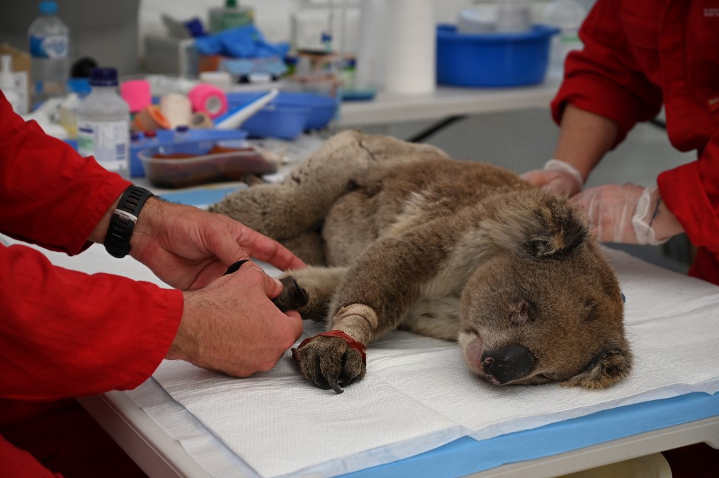 Un koala brûlé est soigné dans le centre d'urgence qui a été installé sur l'île Kangourou. 