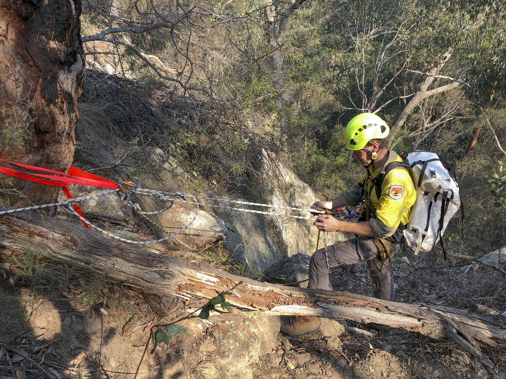 Mission secrète pour sauver les pins des Blue Mountaines au nord-ouest de Sidney