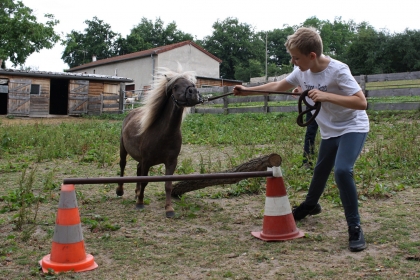 petits chevaux