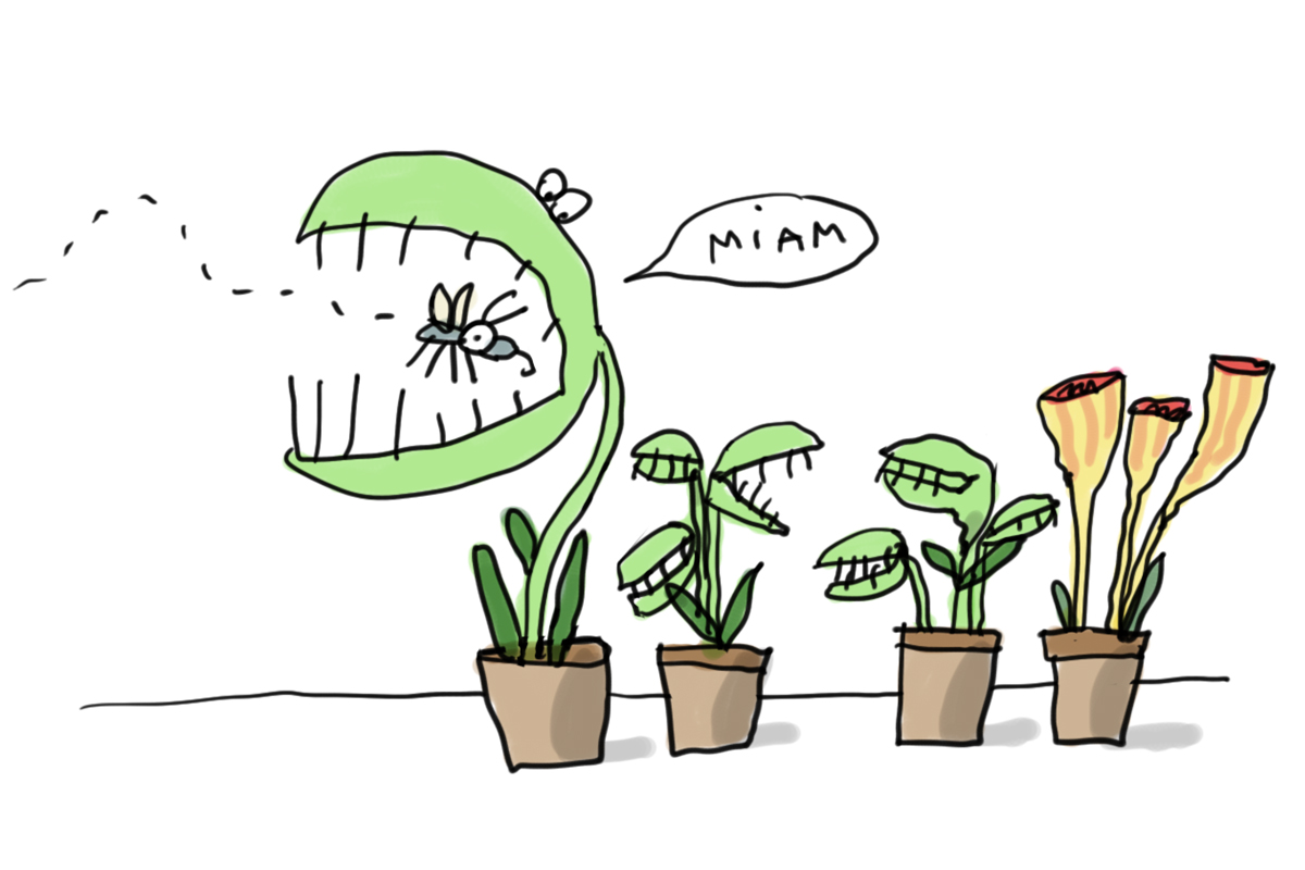 C Est Quoi Les Plantes Carnivores 1jour1actu Com