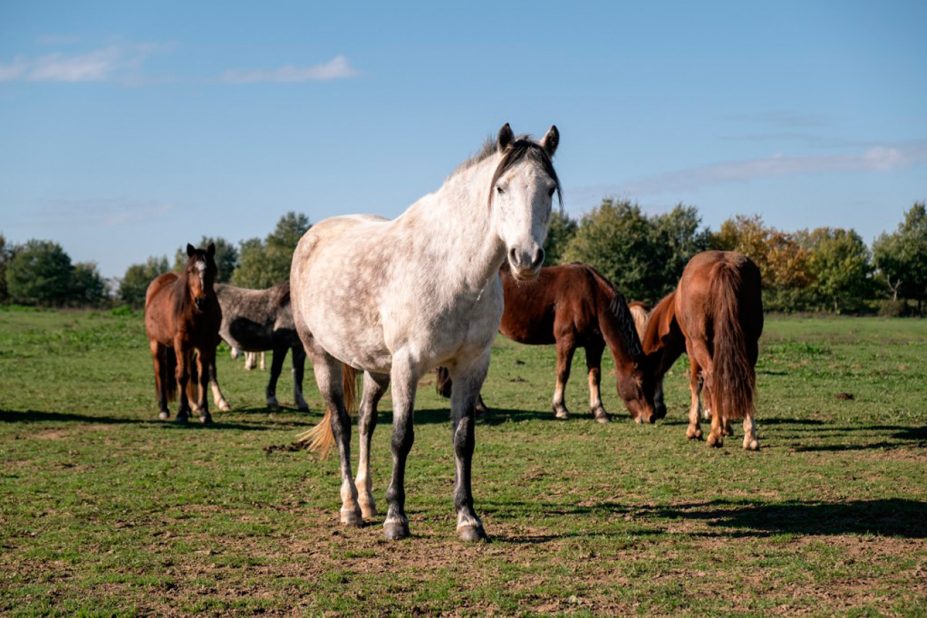 Pourquoi On Attaque Les Chevaux