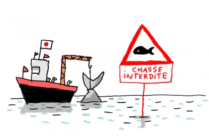 chasse baleine