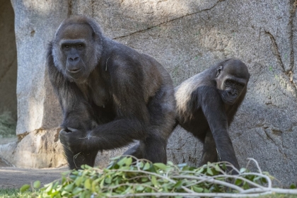 Des singes vaccinés contre le covid