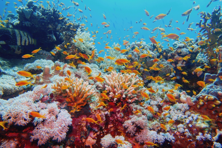 barrière de corail