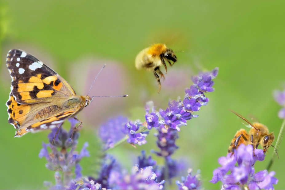 biodiversité