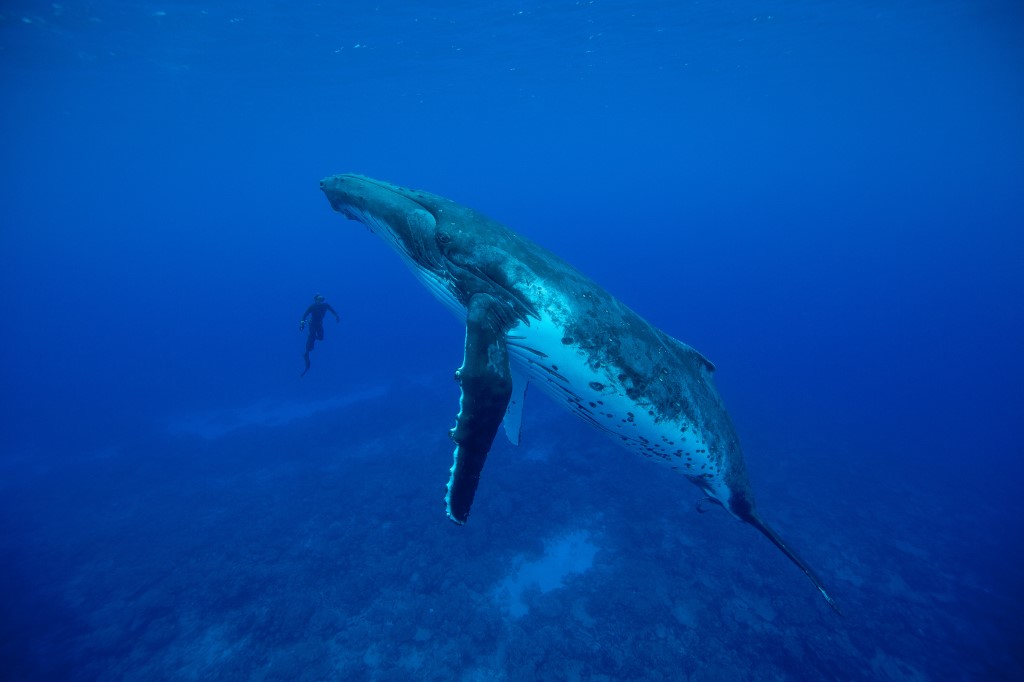 Un plongeur… dans la bouche d’une baleine