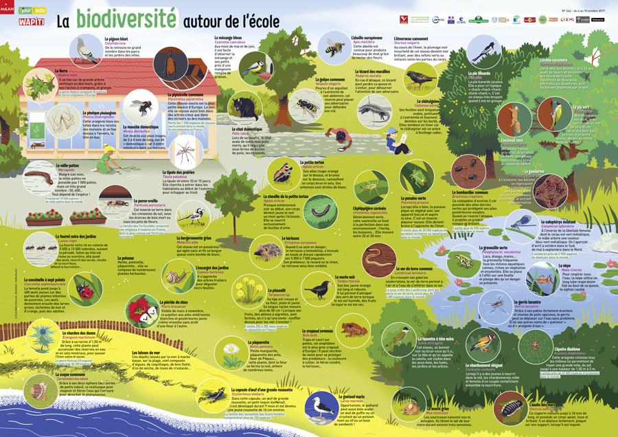 Poster 1jour1actu 246 Biodiversité