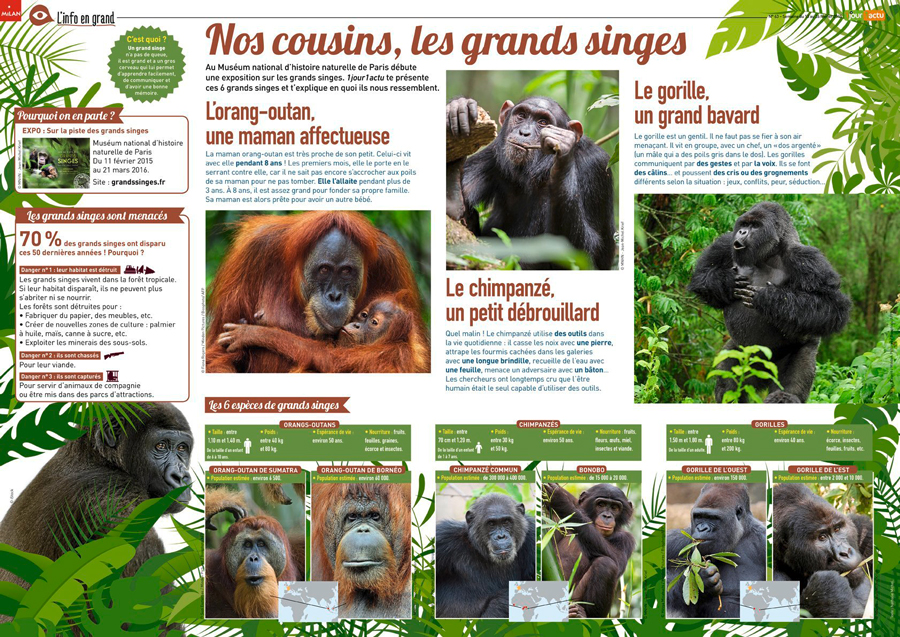 Poster 1jour1actu 63 Singes