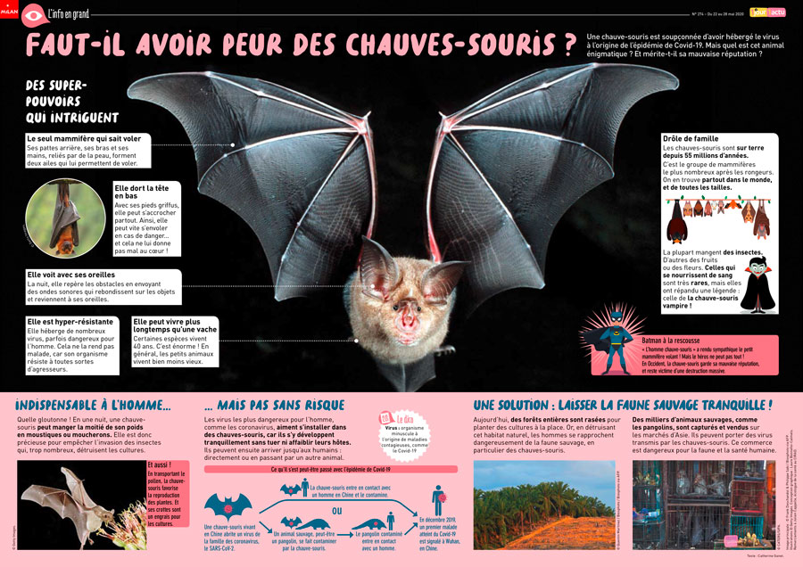 Poster 1jour1actu 274 chauve-souris