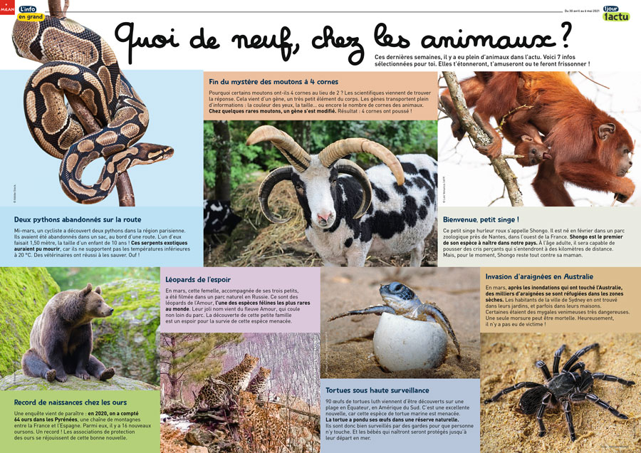 Poster 1jour1actu 311 animaux