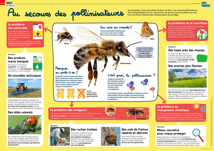 Poster 1jour1actu 313 Abeilles