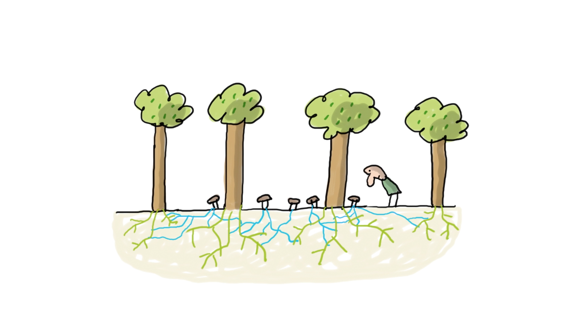 Do trees talk to each other 1jour1actu
