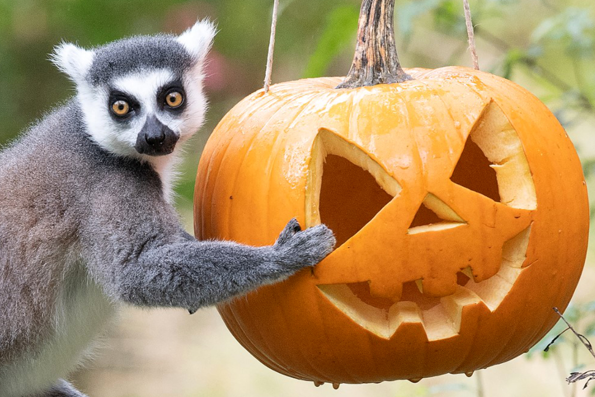 Halloween au zoo