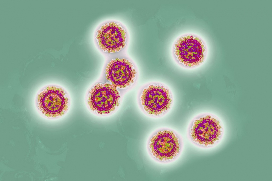 coronavirus