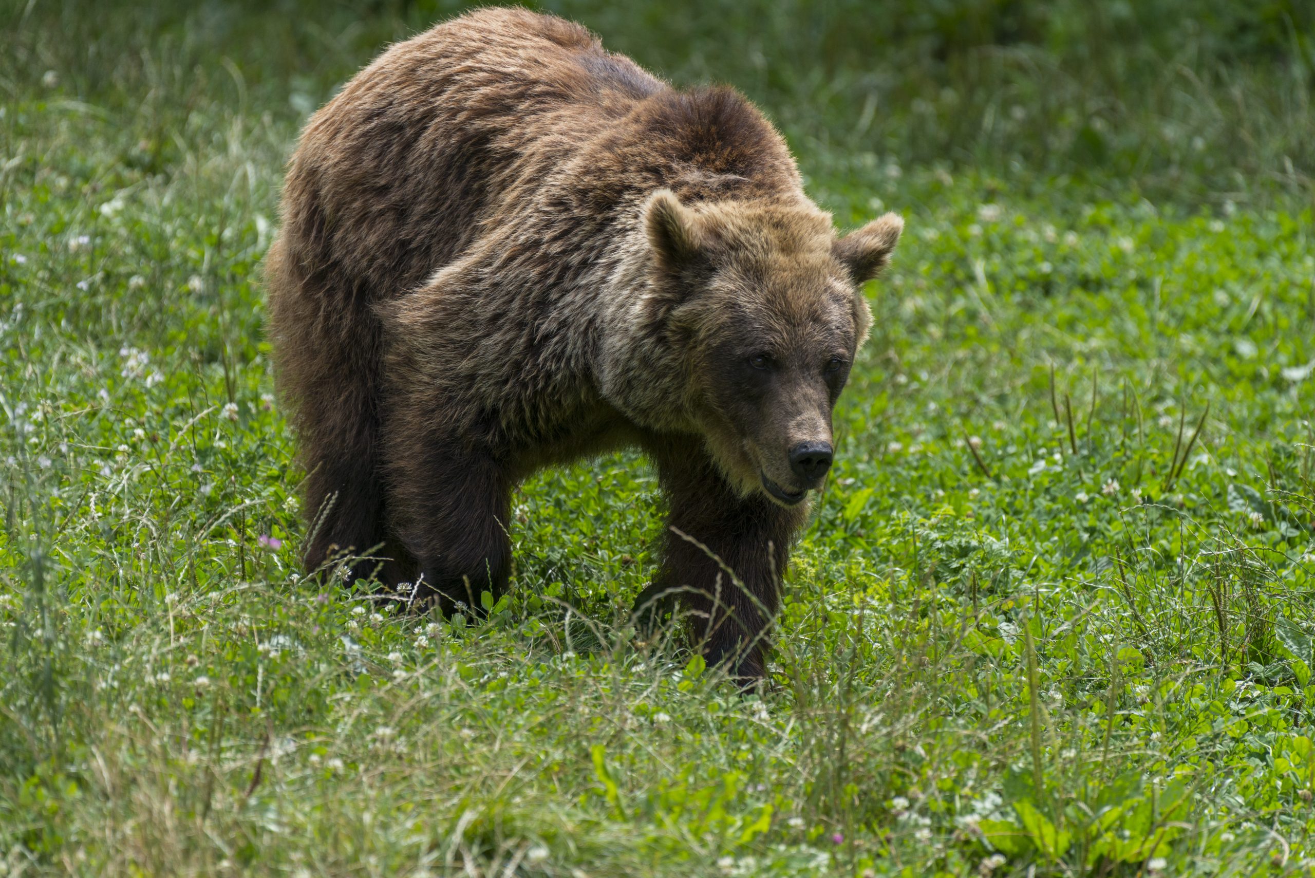 En 2020, le nombre d'ours a encore augmenté dans les Pyrénées - Le Parisien