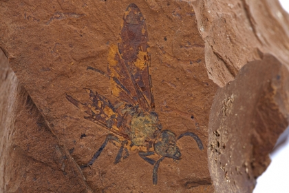 fossiles Australie