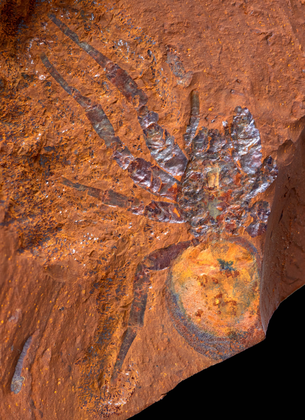 fossiles australie
