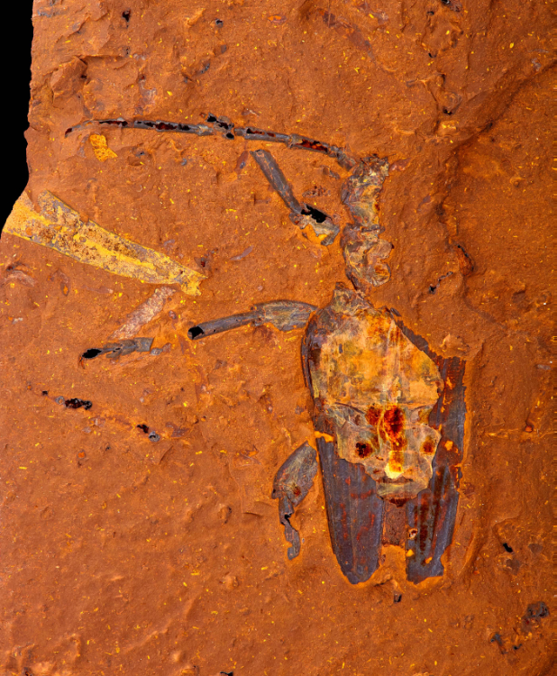 fossiles Australie