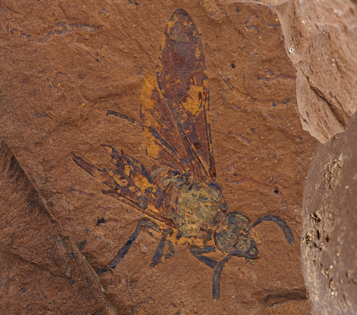 Fossile Australie
