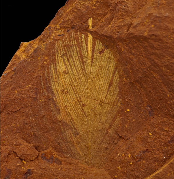 Fossiles Australie