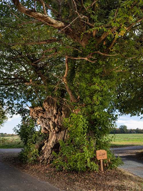 Prix du jury - L'arbre de l'année 2021