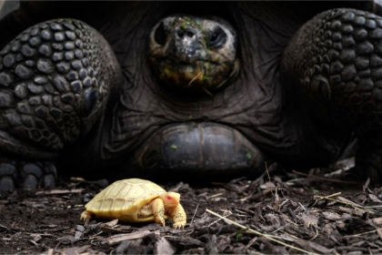 bébé tortue albinos avec sa maman