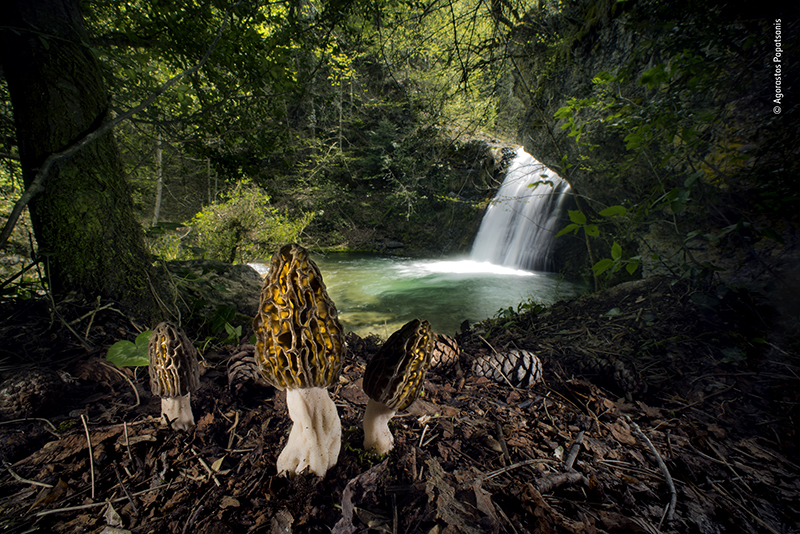 des cars scolaires au garage, une championne de judo et de magnifiques photos de nature. 4 %C2%A9 Agorastos Papatsanis Wildlife Photographer of the Year 1 1
