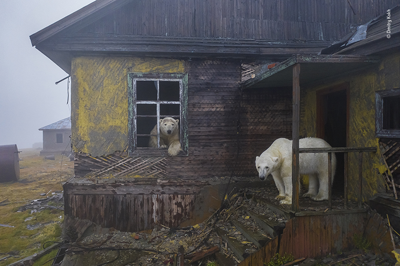 des cars scolaires au garage, une championne de judo et de magnifiques photos de nature. 5 %C2%A9 Dmitry Kokh Wildlife Photographer of the Year
