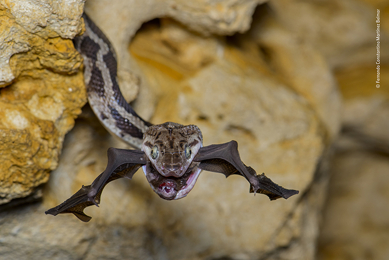 des cars scolaires au garage, une championne de judo et de magnifiques photos de nature. 6 %C2%A9 Fernando Constantino Marti%CC%81nez Belmar 1 Wildlife Photographer of the Year 1 1