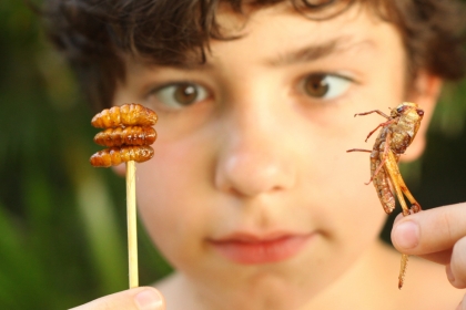 Enfant hésitant entre dux types d'insectes à manger.