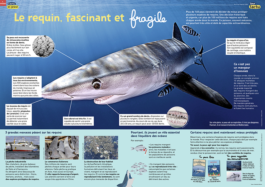 1J1A_378_poster_requins