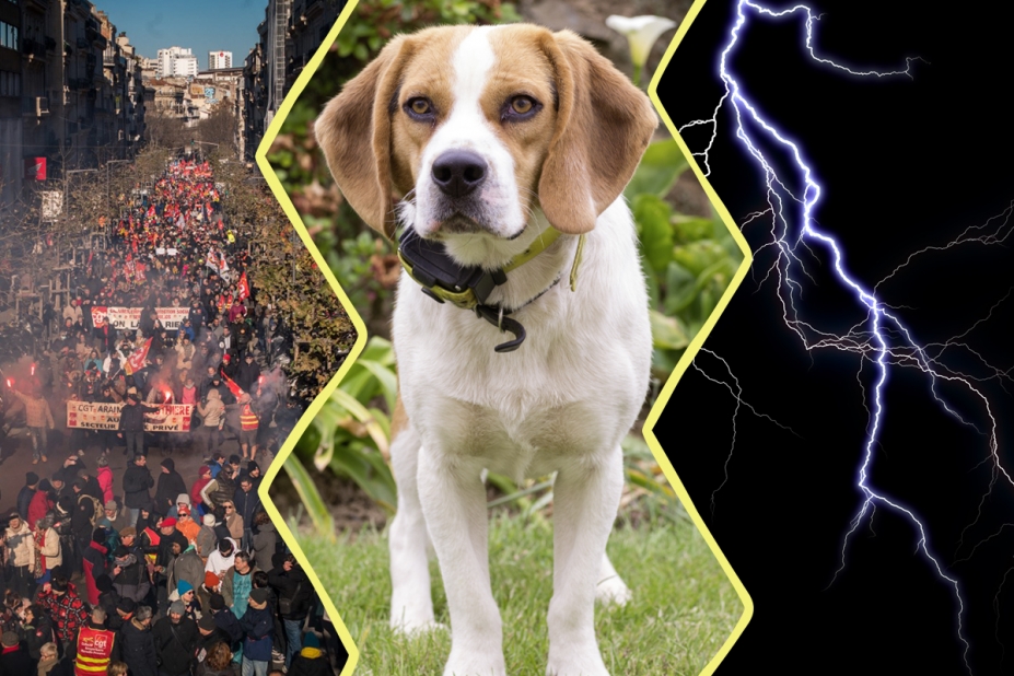 Image en trois parties : des manifestants, un chien avec un collier de dressage et un éclair d'orage