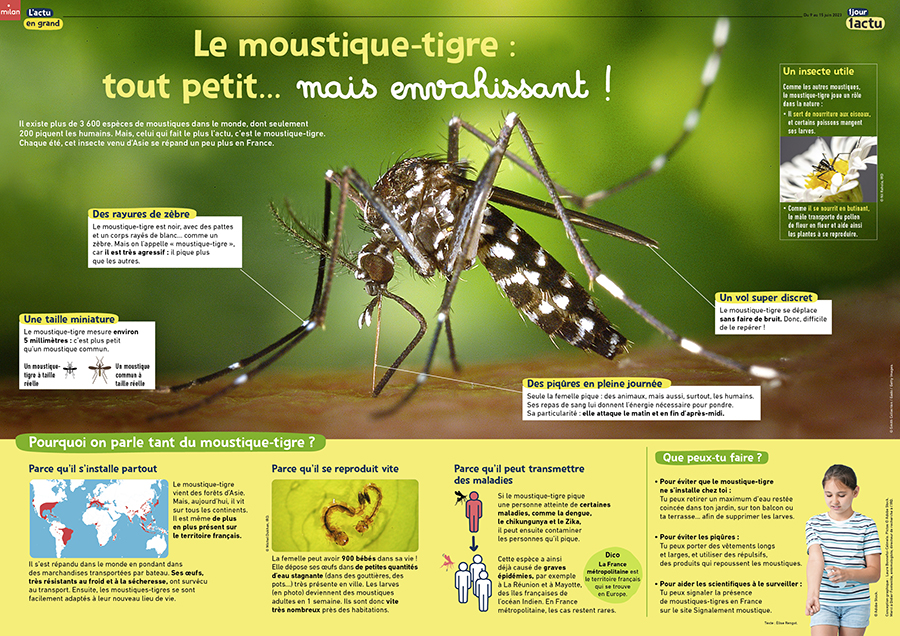 1J1A_397_poster_moustique-tigre