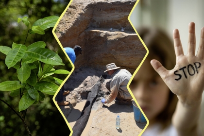 Image composée de 3 photos. À gauche : un zoom sur une partir de l'arbre découvert. Au centre, un archéologue en train de découvrir la construction en bois. À droite, une main d'enfant avec écrit STOP dessus.