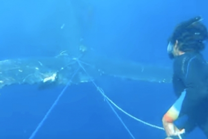 Sous l'eau, une personne s'approche de la baleine pour couper les cordes nouées autour de sa queue, et qui l'emprisonnent.