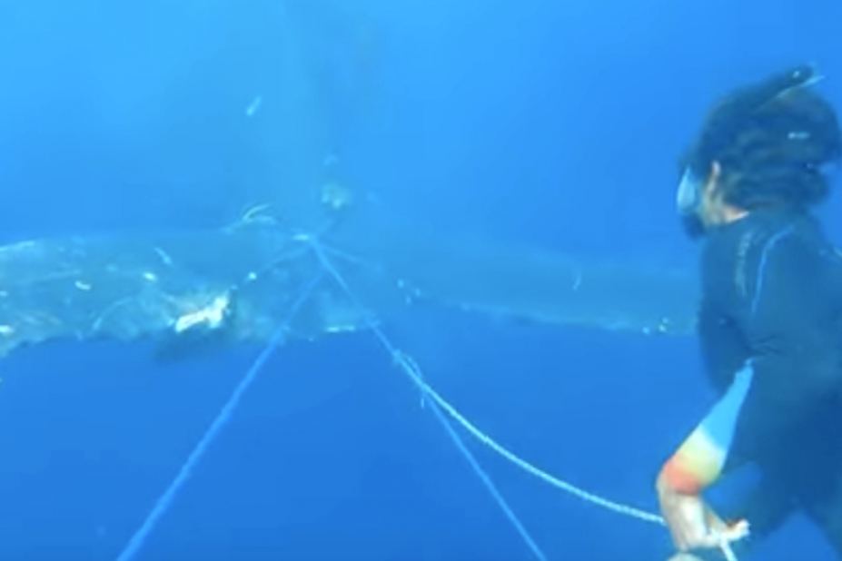 Sous l'eau, une personne s'approche de la baleine pour couper les cordes nouées autour de sa queue, et qui l'emprisonnent.