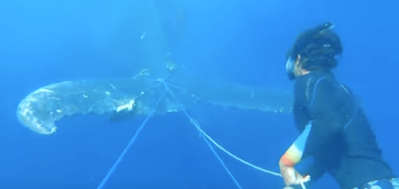 Sous l'eau, une personne s'approche de la baleine pour couper les cordes nouées autour de sa queue, et qui l'emprisonnent.