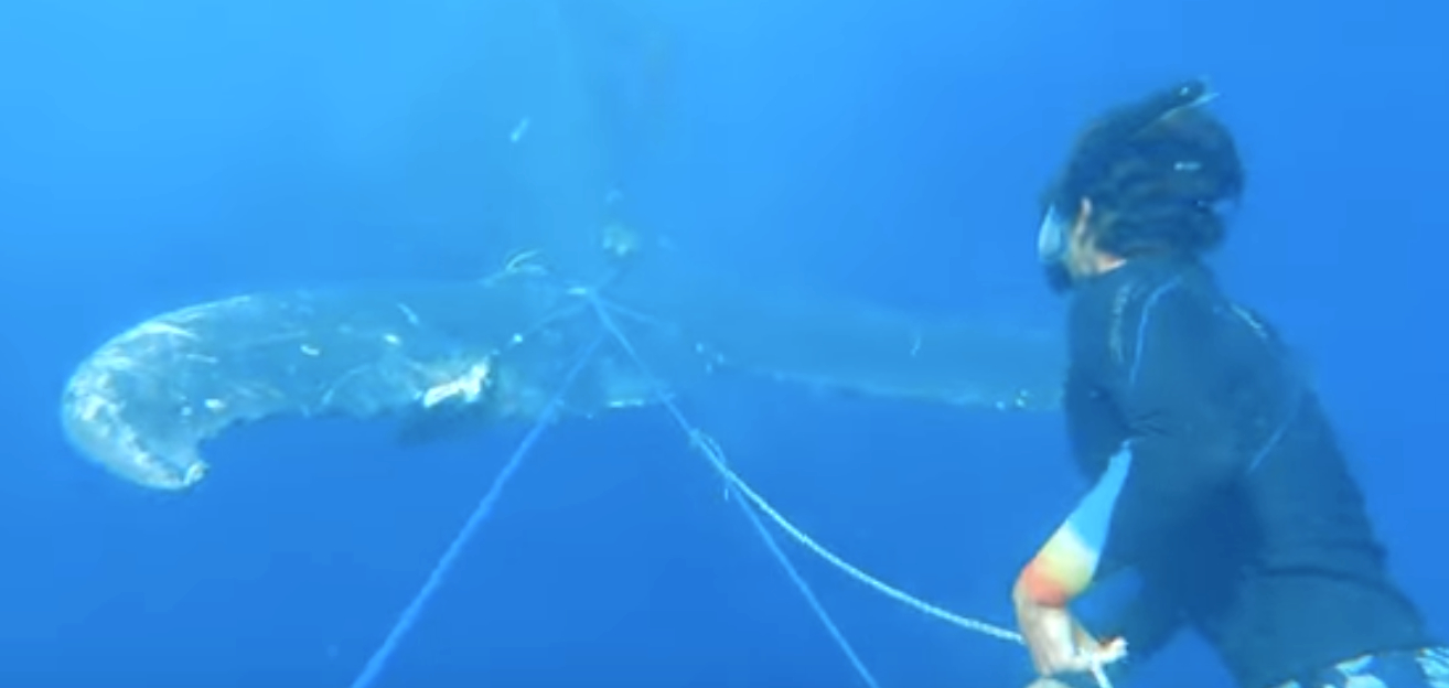 Sauvetage_baleine.jpg