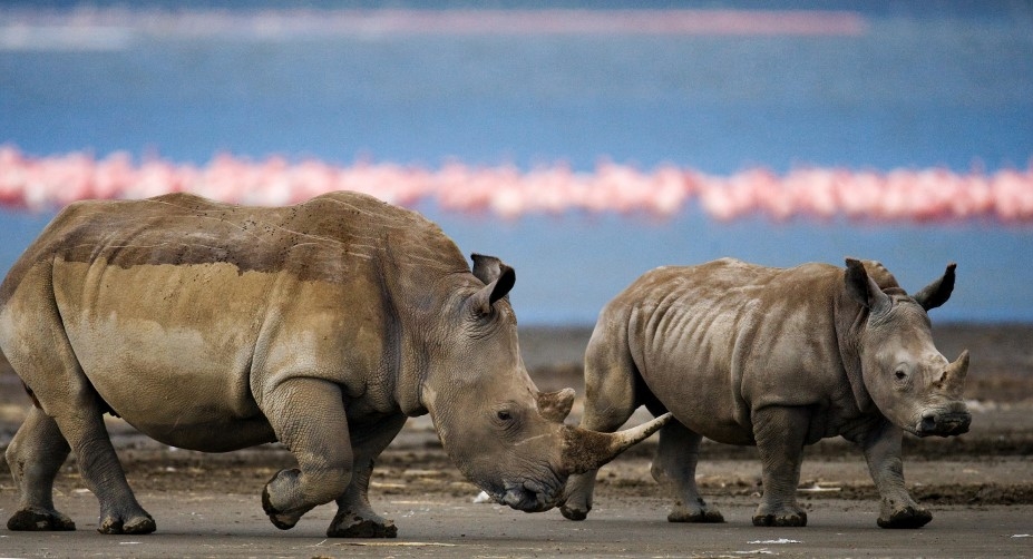 Le nombre de rhinocéros est en augmentation en Afrique