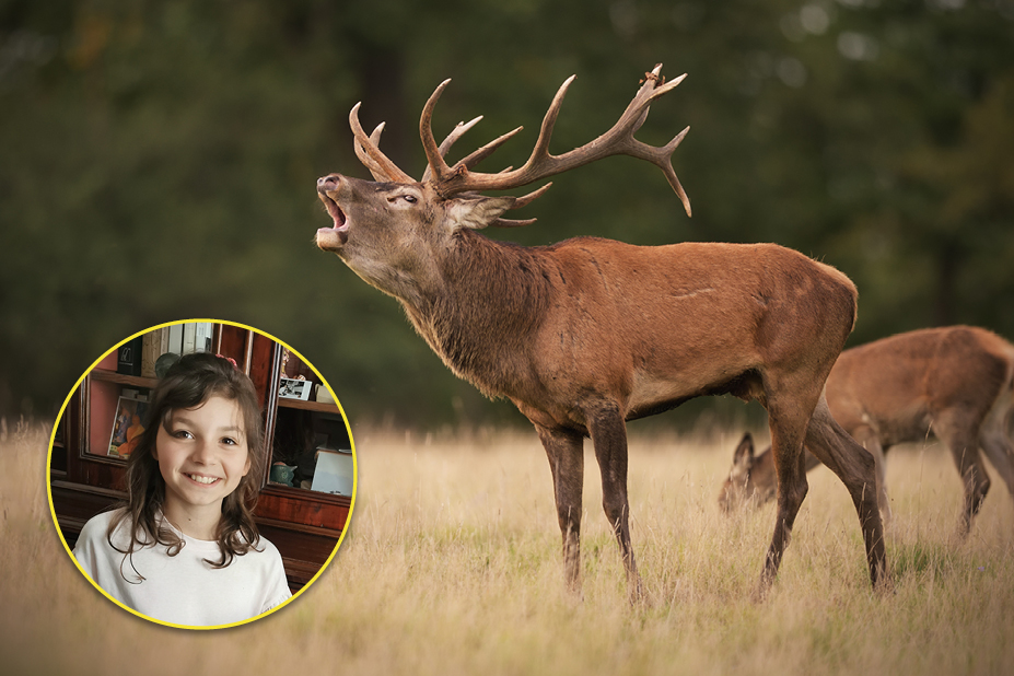 Catherine, 9 ans, adore écouter le cerf bramer…