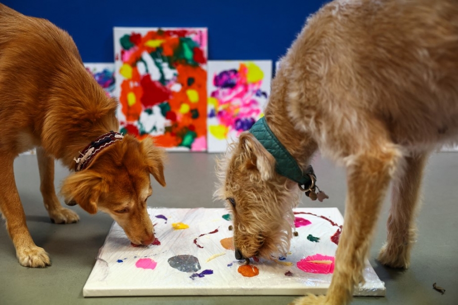 Deux chiens lèchent une toile blanches parsemé de tâches de peinture. Au second plan on voit les précédents tableaux réalisés par les chiens.