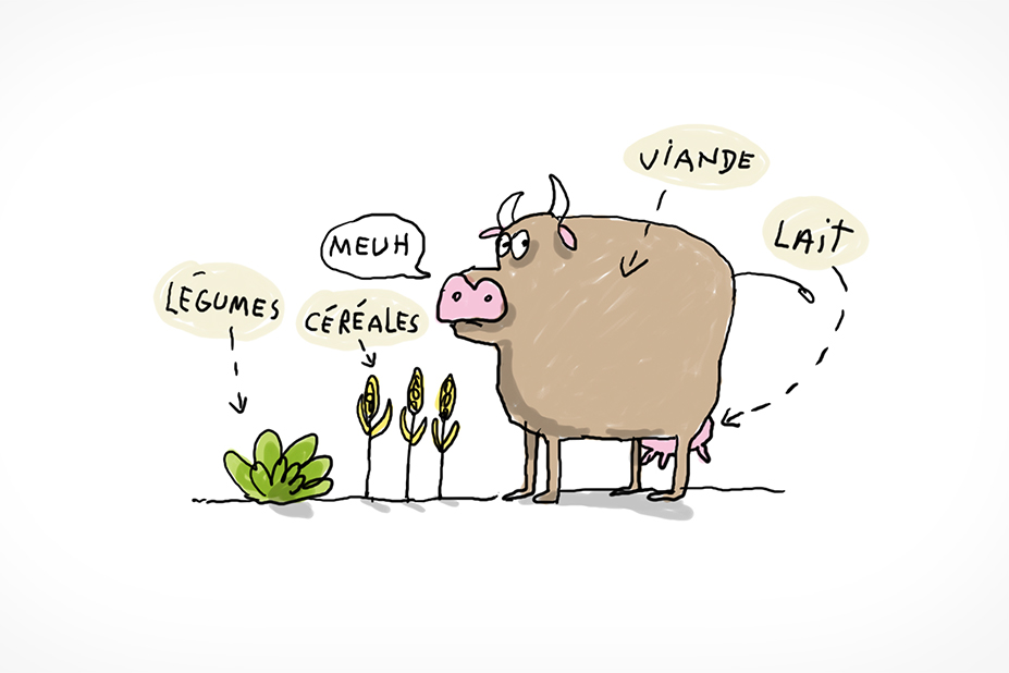 Une vache, des céréales et un choux.