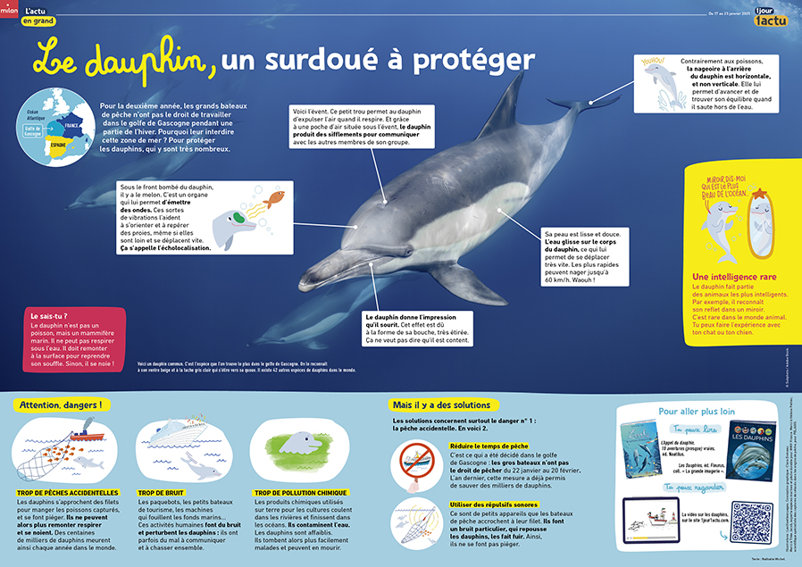 1J1A_458_poster_dauphins