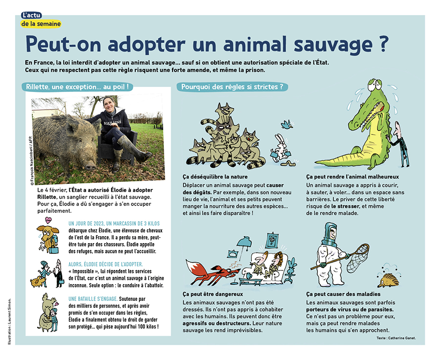 Un article sur les règles concernant l'adoption d'animaux sauvage en France.