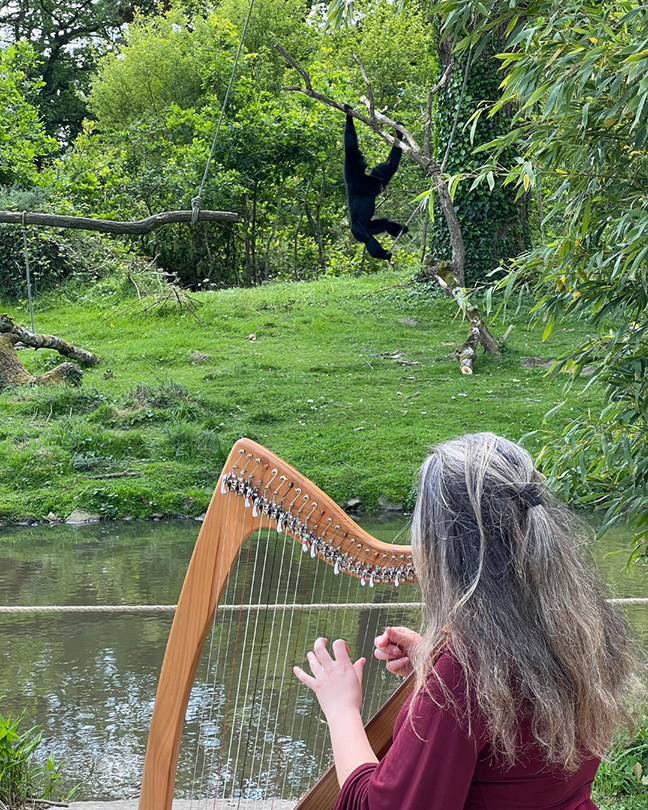 La musicienne du nom de Taezi jour de la harpe devant des siamangs. Ils balancent devant elle sur une branche. 