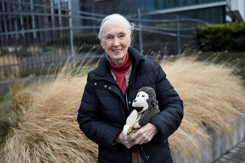 photo de Jane Goodall portant dans ses bras une peluche de chimpanzé